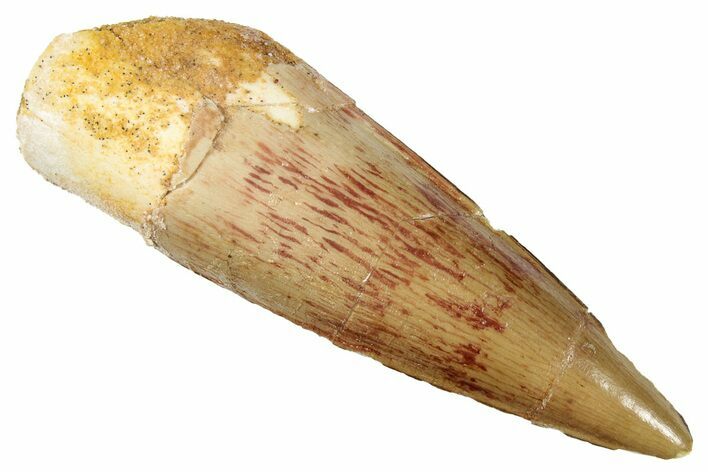 Fossil Spinosaurus Tooth - Real Dinosaur Tooth #278059